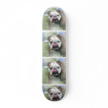 Bull Dog Skateboard