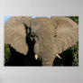 Bull elephant poster