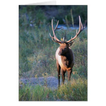 Bull Elk Cards