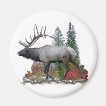 Bull Elk Magnets