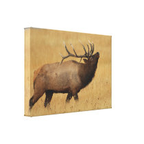 Bull Elk with Head Back