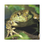 Bull frog. magnets