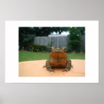 Bull Frog posters