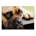 Bull Mastiff cards