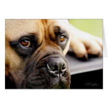 Bull Mastiff Greeting Card