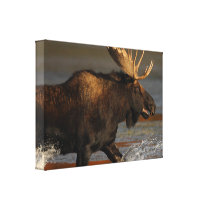 Bull Moose