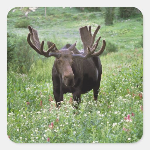 Bull moose Alces alces) in wildflowers, Square Stickers