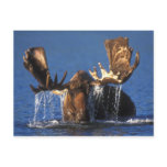 Bull moose in Alaskan tundra pond Post Card