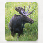 Bull Moose Mousepads