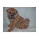 bull pei postcards