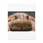 Bull! postcards