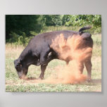 Bull posters