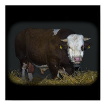 bull posters