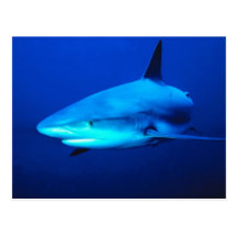 Bull Shark Post Card