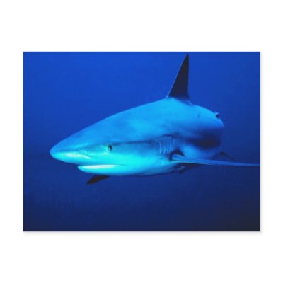 Bull Shark Post Card