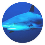 Bull Shark stickers