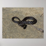 Bull snake face off with camera posters