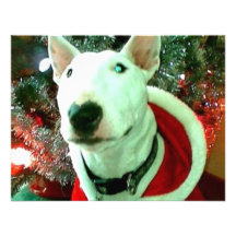 bull terrier christmas personalized announcements