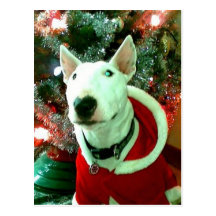 bull terrier christmas postcards