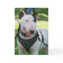 Bull Terrier Greeting Card