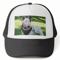 Bull Terrier Hats