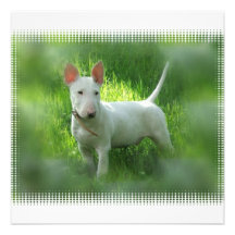 Bull Terrier Invitation