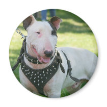 Bull Terrier  Magnet