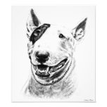 Bull Terrier Photograph