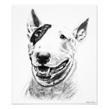 Bull Terrier Photograph