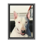 Bull Terrier Postcard