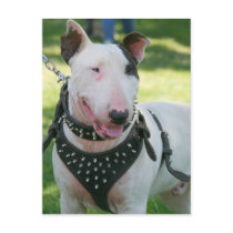 Bull Terrier Postcards