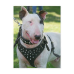 Bull Terrier postcards