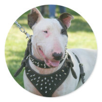 Bull Terrier Stickers