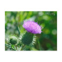 Bull Thistle postcards