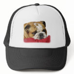Bulldog 9W099D-003 hats
