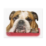 Bulldog 9W099D-039 postcards