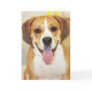 Bulldog-Beagle Mix Photo