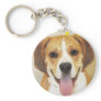Bulldog-Beagle Mix Photo