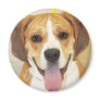 Bulldog-Beagle Mix Photo