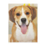 Bulldog-Beagle Mix Photo