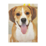 Bulldog-Beagle Mix Photo postcards