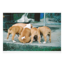 bulldog brunch custom invite