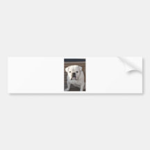 Bulldog Bumper Stickers