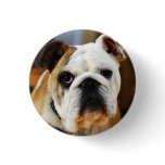 Bulldog Button