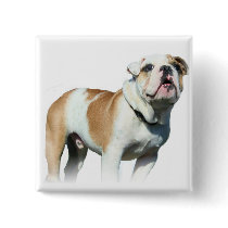 bulldog buttons