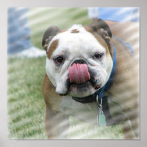 Bulldog Canvas Print