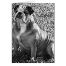 Bulldog Cards