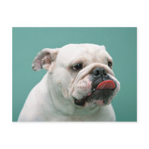 Bulldog Cards, Gifts, Postage