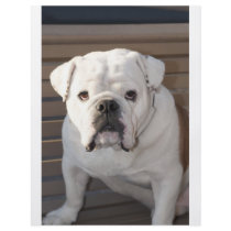 Bulldog