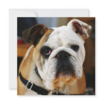 Bulldog Invitation